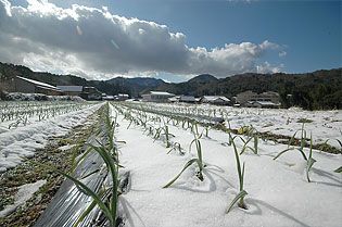 にんにく栽培　当農園にて1月12日に撮影