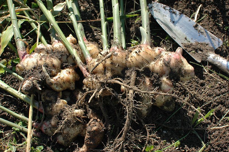 土付き野菜の保存方法。 | 無農薬にんにくの栽培・通販 – チャンク農園