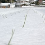 雪に覆われたにんにく畑